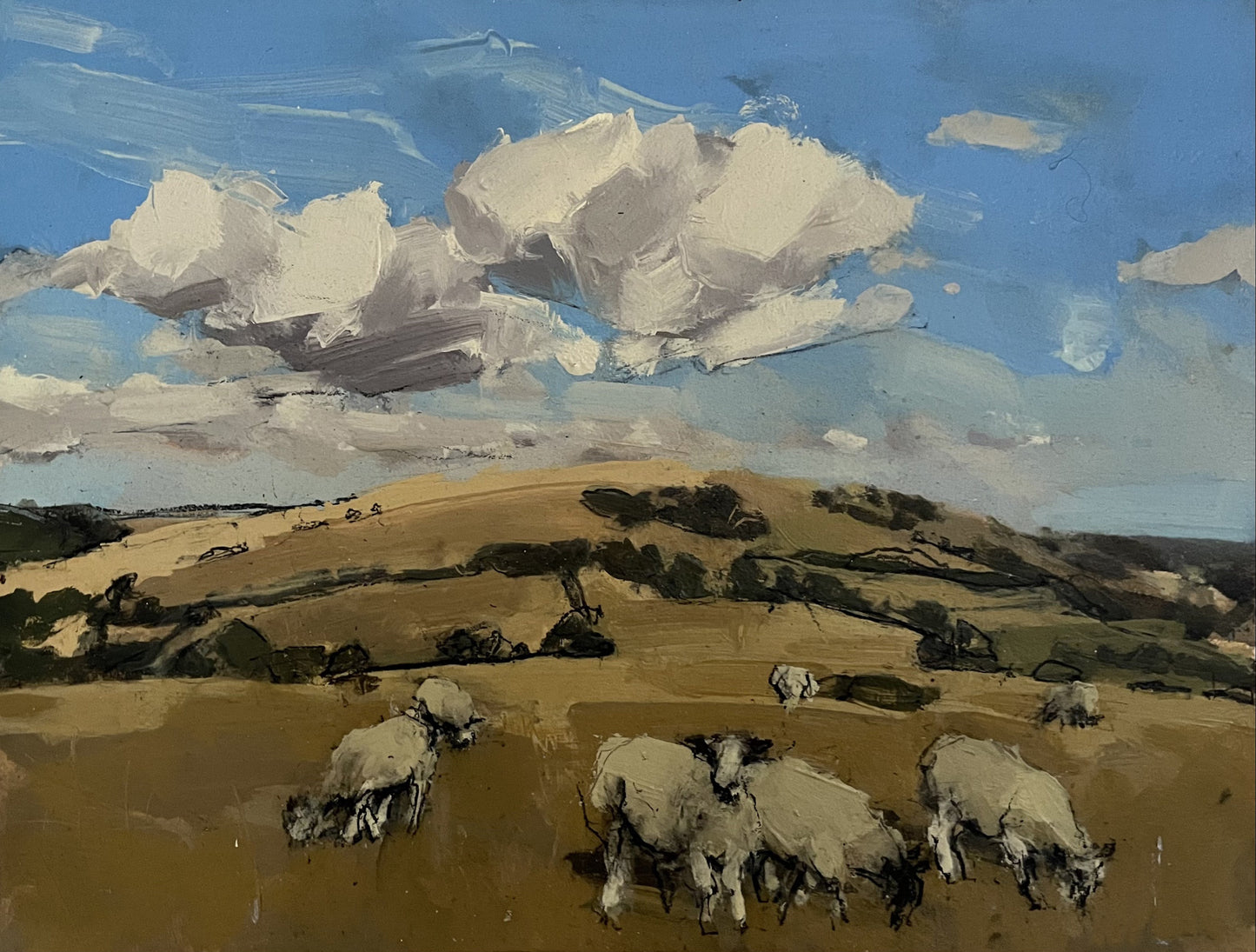 Sheep, South Downs, August