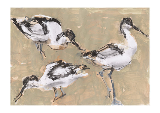 Avocets